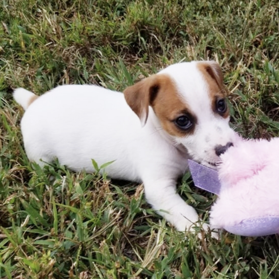 comprar cachorros sanos, baratos y asequibles para la venta